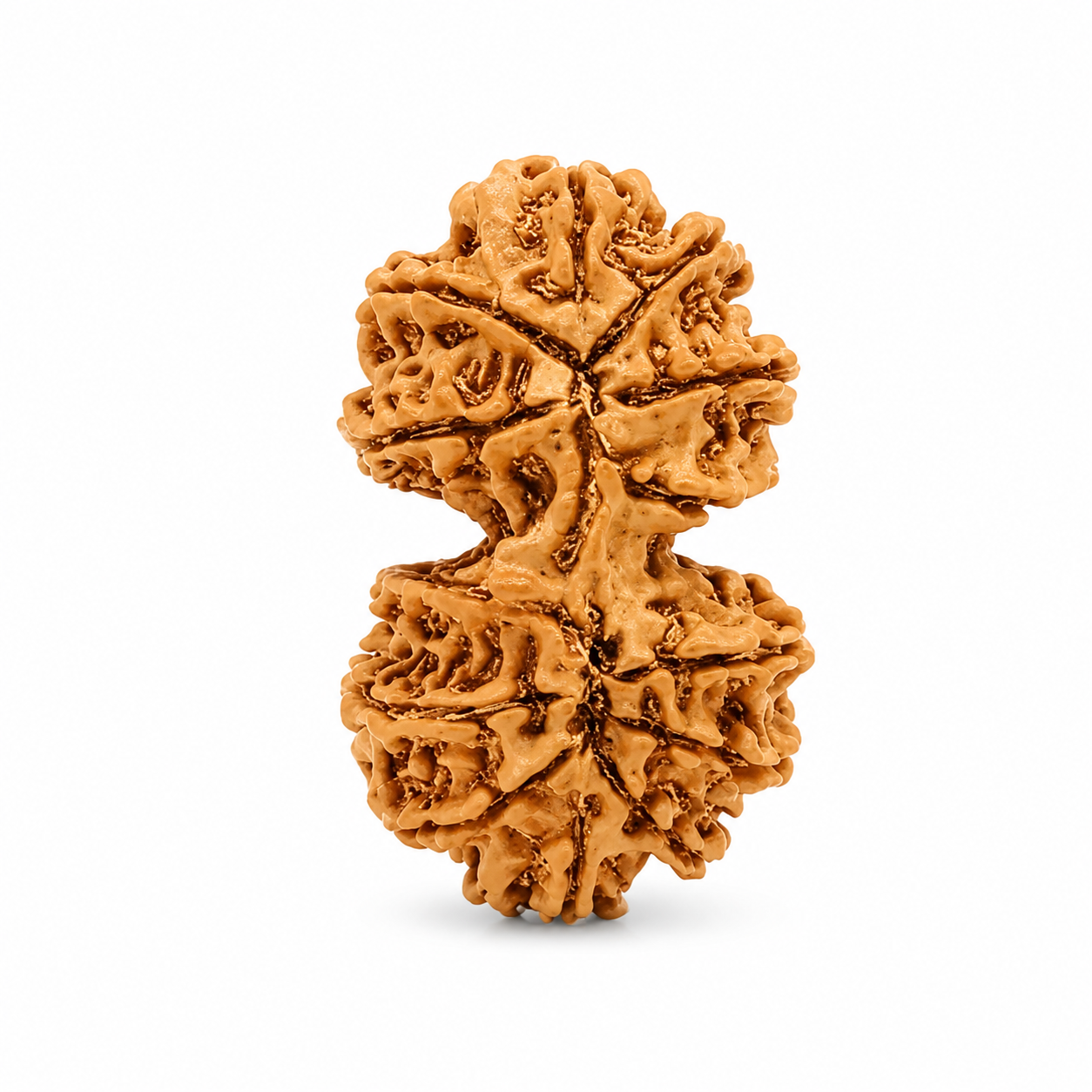 Gauri Shankar Nepal Rudraksha